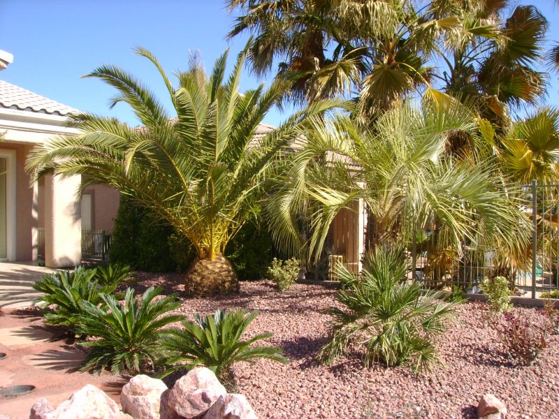 Las Vegas Landscape with water feature, flagstone, palms on golf ...