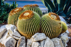 The Advantages of a Las Vegas Cactus Garden