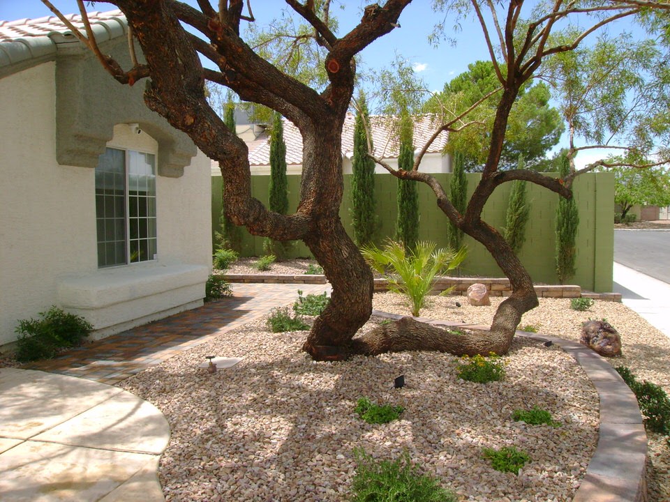 large tree and small plants in a front yard