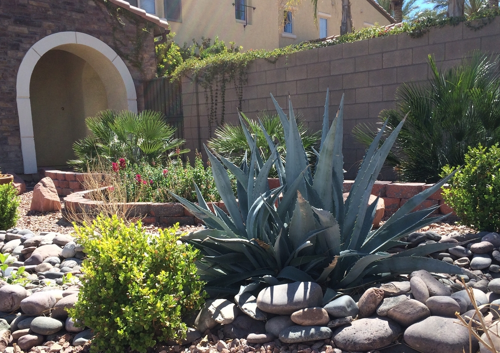 backyard with rocks and plants suited for desert landscaping Las Vegas
