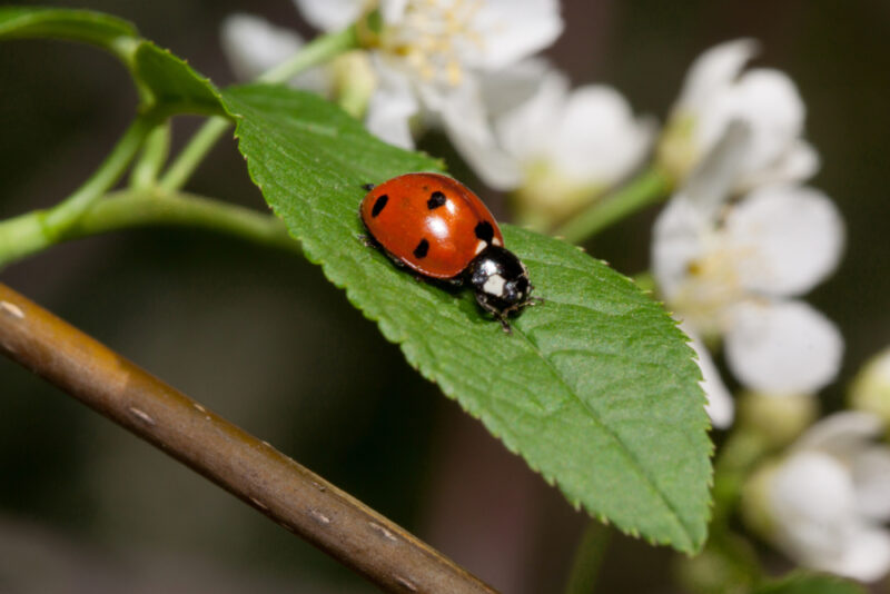 3 Types of Beneficial Insects
