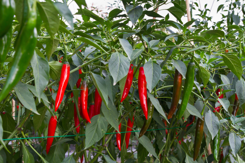 red and green chili peppers on a bush in desert landscaping in Las Vegas