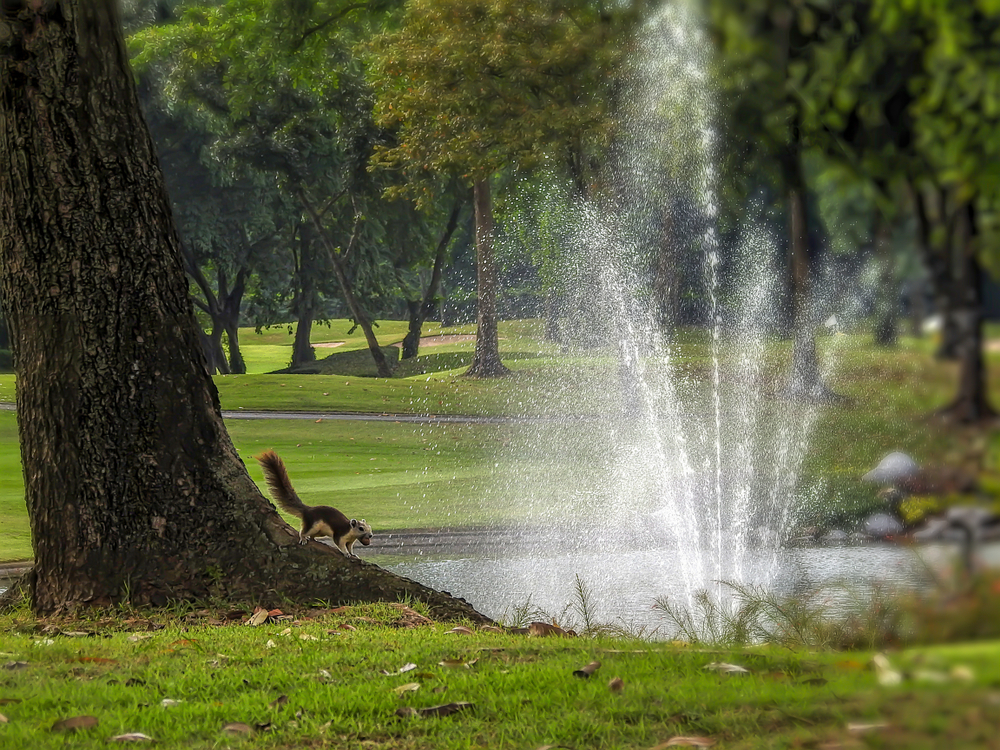 squirrel running down a tree on golf course with vegas landscaping