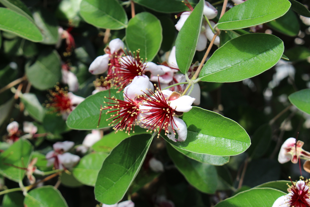 guava plant outdoors as landscaping in las vegas