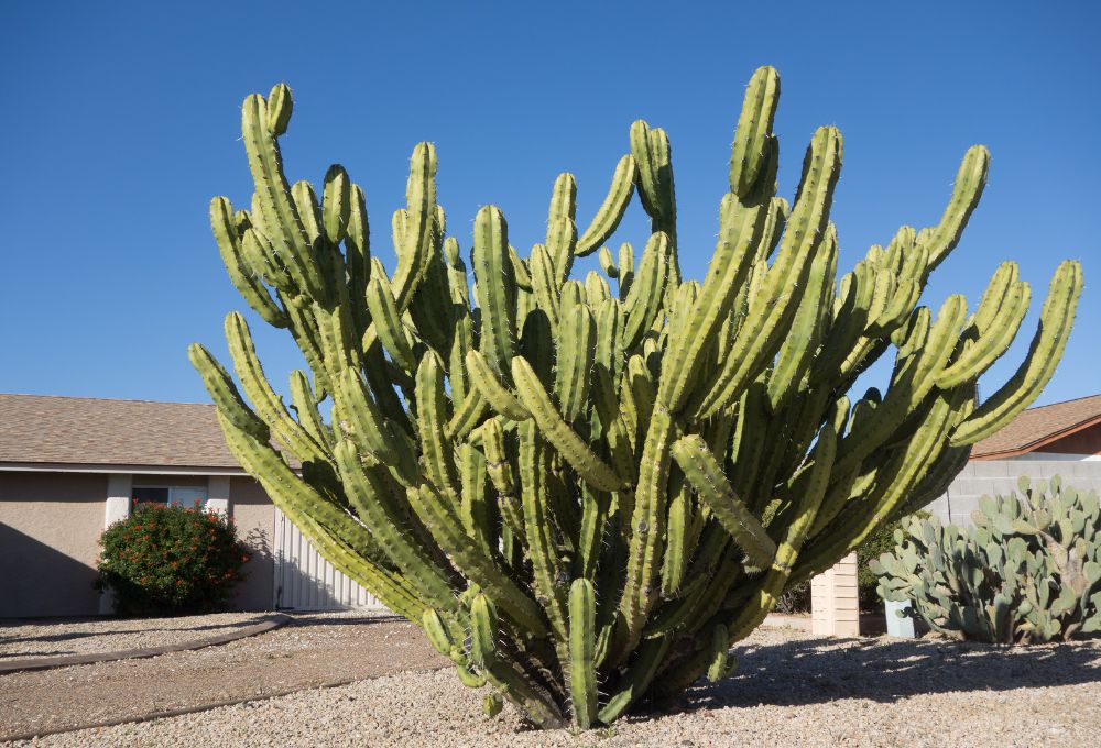 Artificial Turf vs. Rock: Which is Right for Your Desert Home?