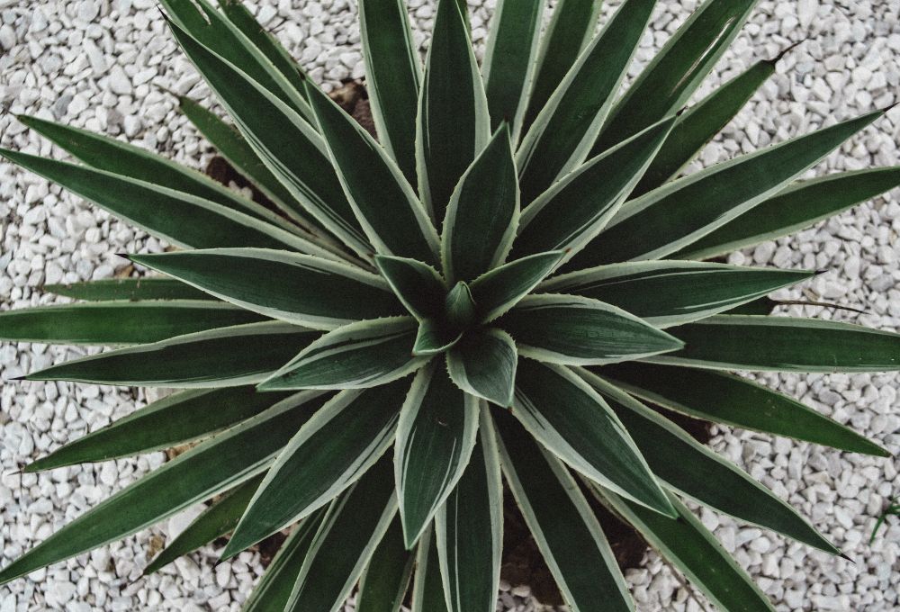 Artificial Turf vs. Rock: Which is Right for Your Desert Home?