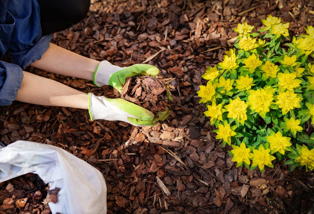 Desert Yard Materials: Rock, Gravel, or Decorative Mulch?