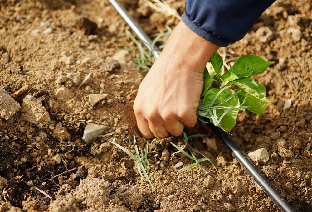Drip Irrigation: The Essential System for Desert Landscaping