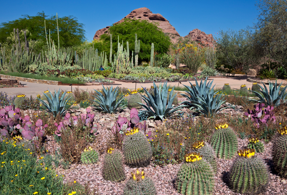 How to Achieve a Lush, Classic Garden in the Vegas Desert