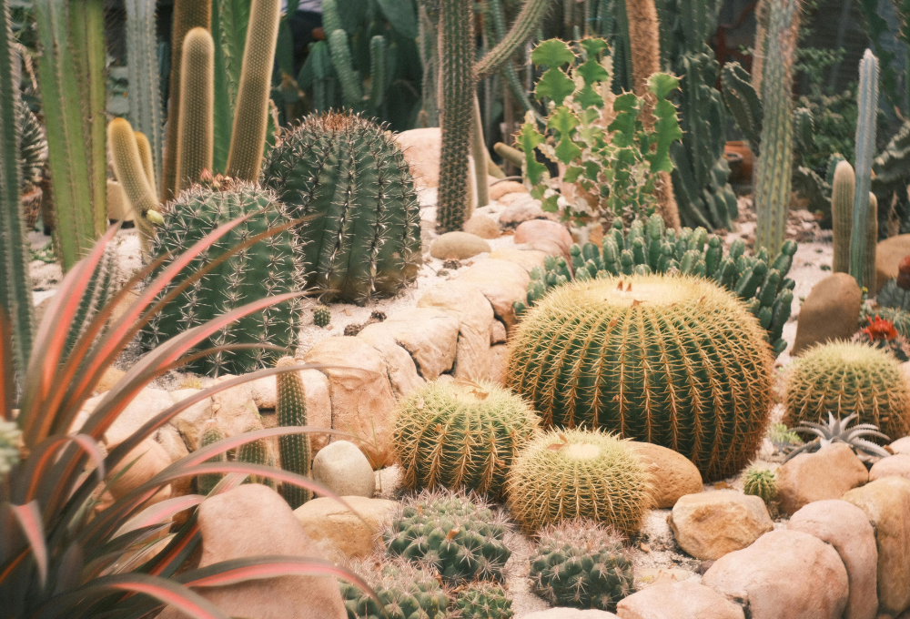Desert Landscaping Plants That Thrive in Las Vegas Without Excess Water