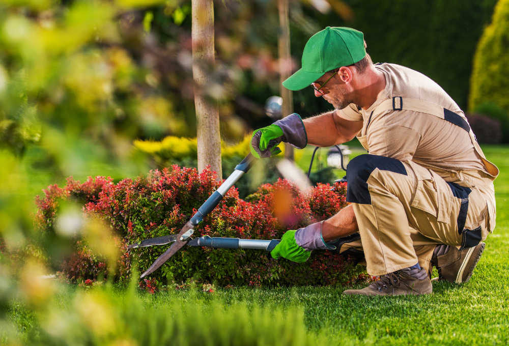 Xeriscaping in Las Vegas
