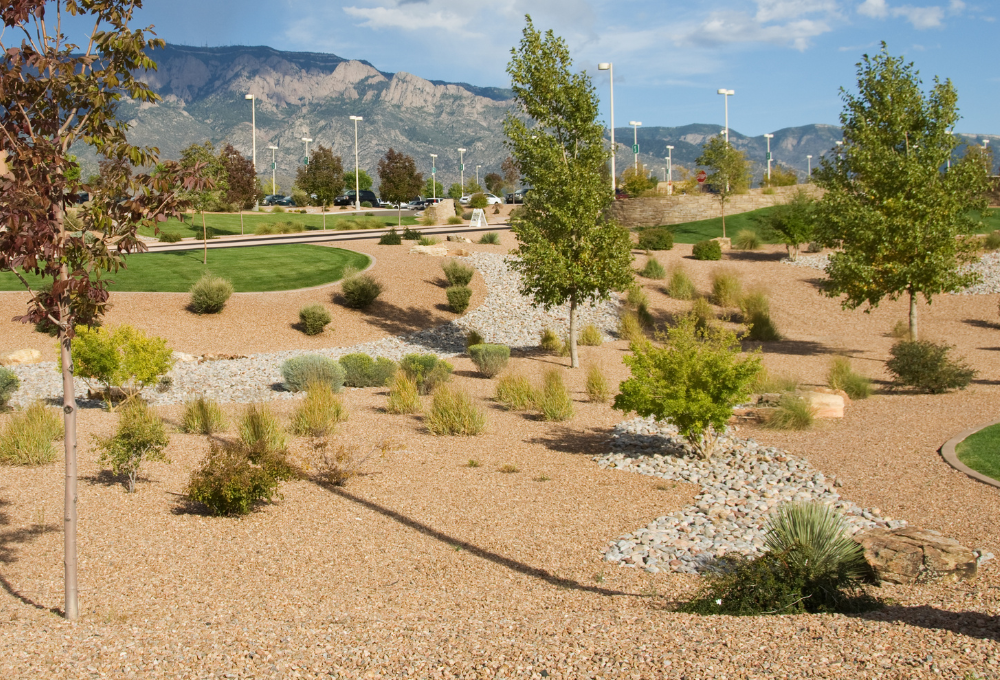 Xeriscaping in Las Vegas