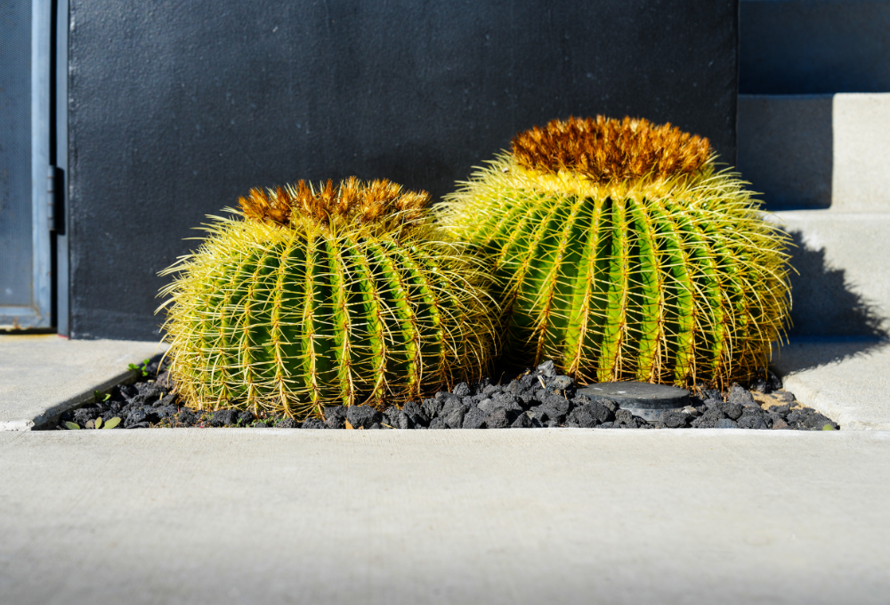 Xeriscaping in Las Vegas