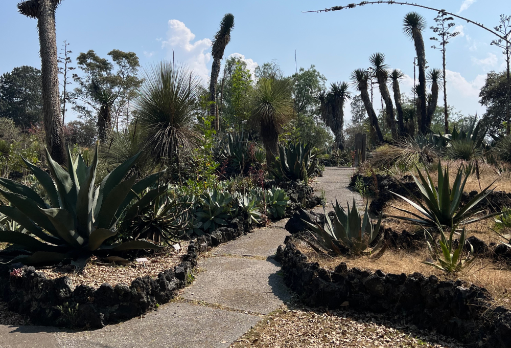 Xeriscaping in Las Vegas