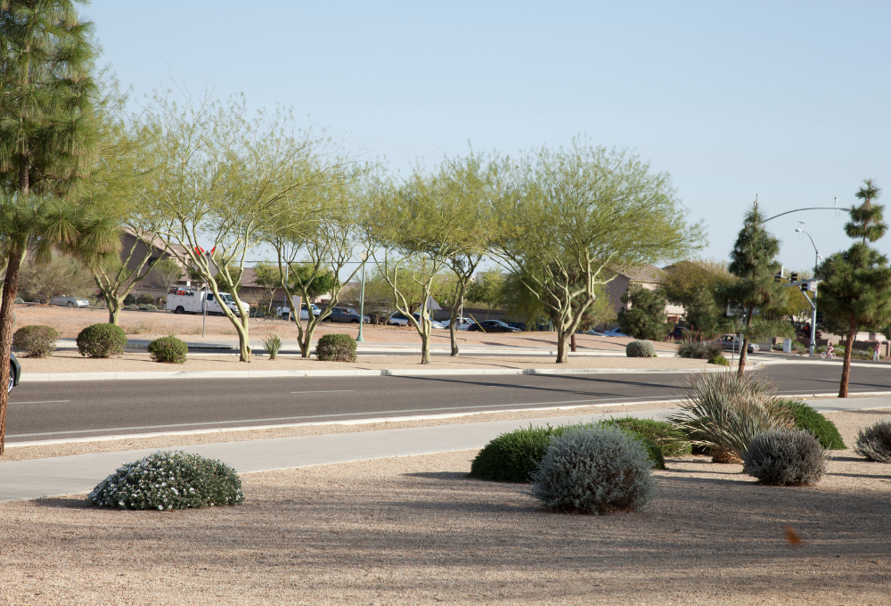 Xeriscaping & Desert Landscaping