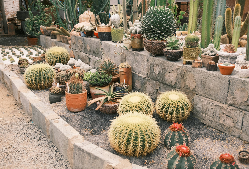 Xeriscaping & Desert Landscaping