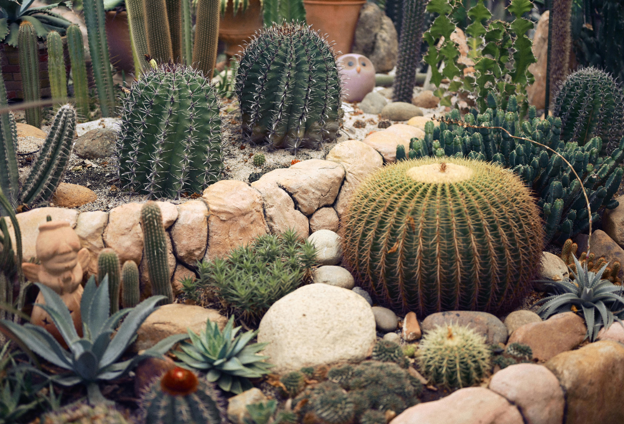 Xeriscaping in Las Vegas