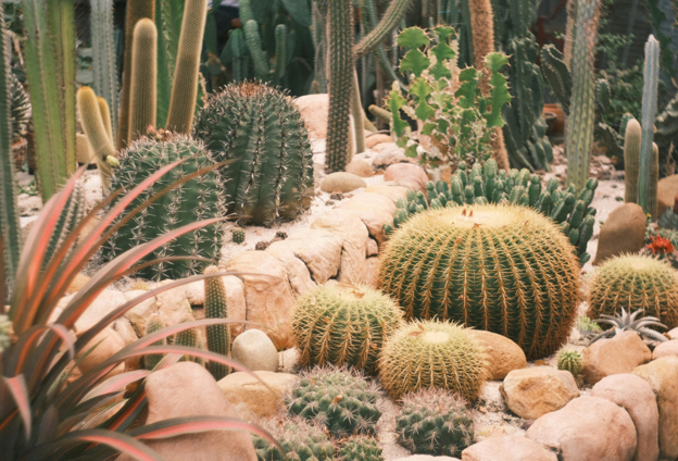 Xeriscaping in Las Vegas