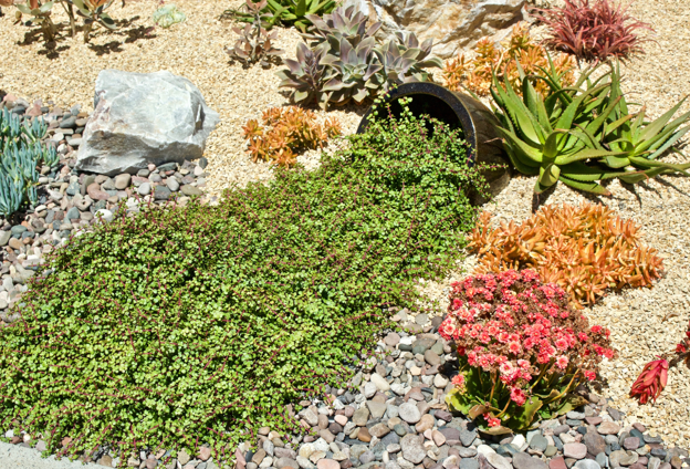 Xeriscaping in Las Vegas