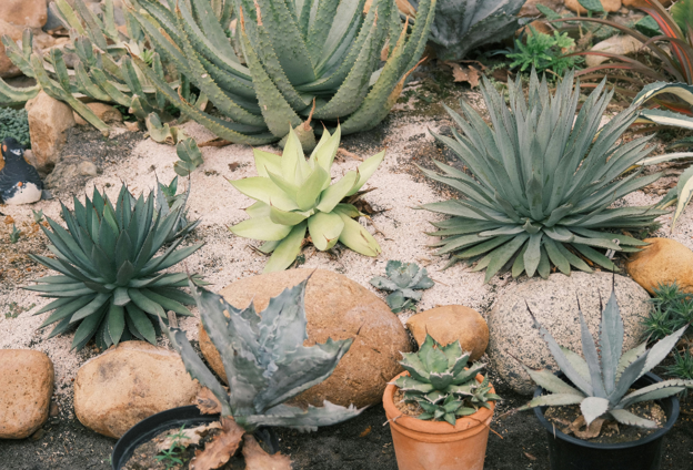 Xeriscaping & Desert Landscaping
