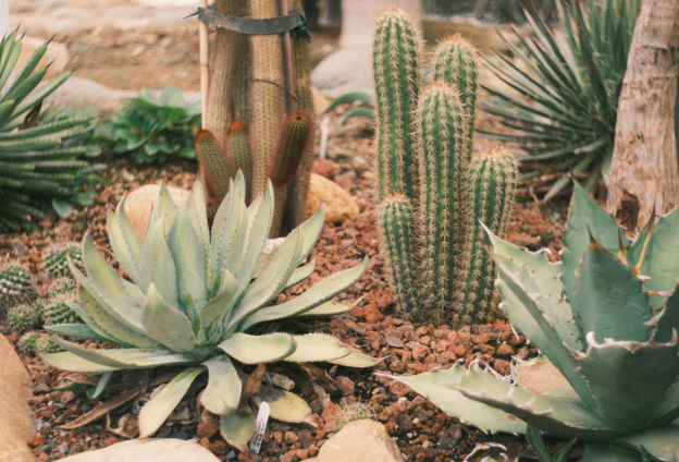 Xeriscaping in Las Vegas