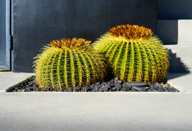 Xeriscaping & Desert Landscaping